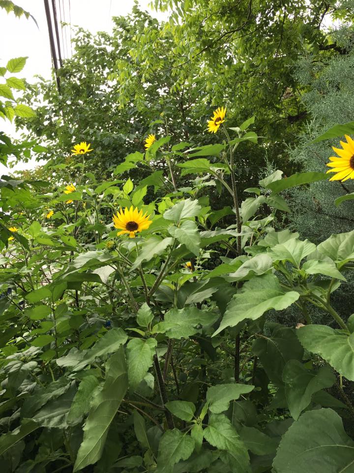 Sunflowers - Summer